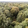Erdmann Wald Niedersächsische LandesforstenLower Saxony State ForestsStatsskovene i NiedersachsenStaatsbossen van Nedersaksen