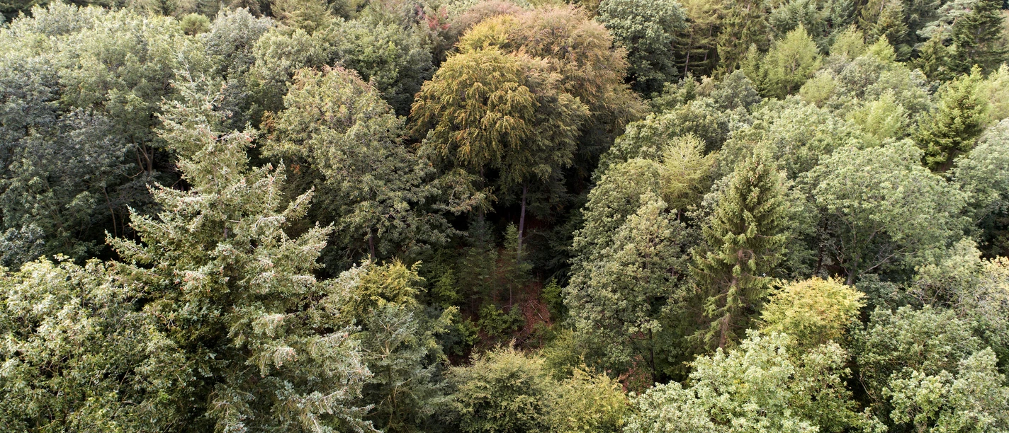 Erdmann Wald Niedersächsische Landesforsten