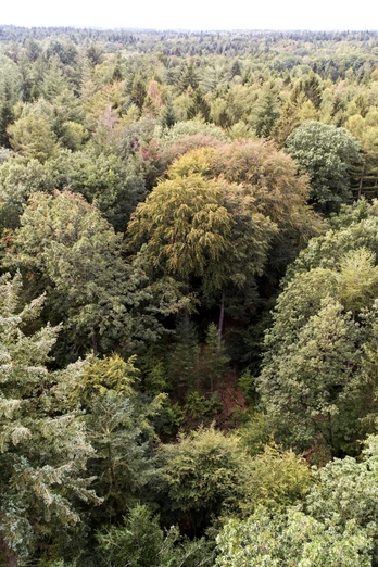 Erdmann Wald Niedersächsische Landesforsten