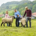 Familie mit Schafen auf dem Familienbauernhof Fass Familie mit Schafen auf dem Familienbauernhof Fass