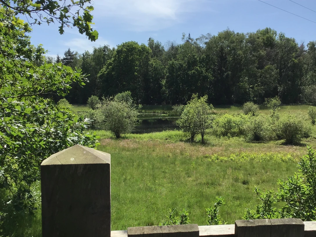 Blick von der Aussichtsplattform im Weißen Moor Blick über eine grüne Moorlandschaft mit vereinzelten Bäumen, gesehen von einer hölzernen Plattform.