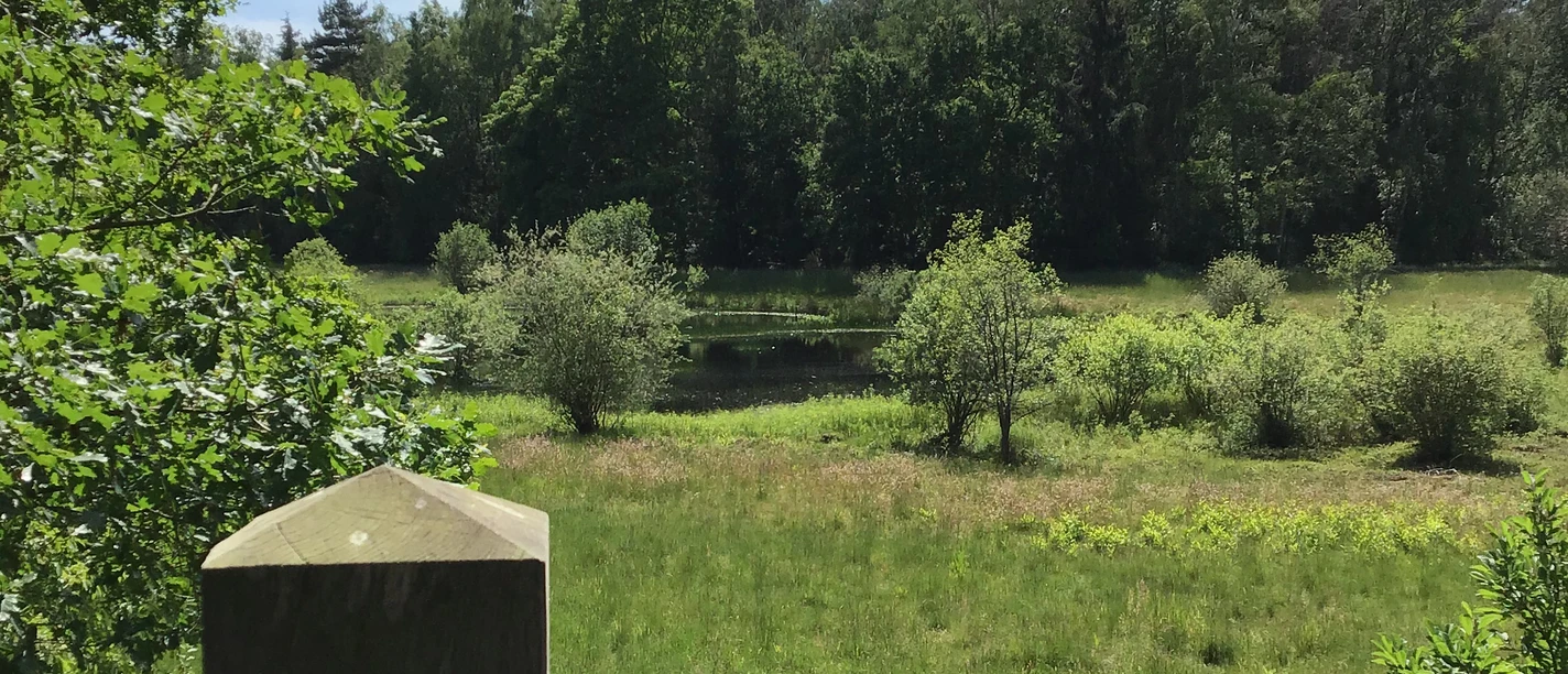 Blick von der Aussichtsplattform im Weißen Moor Blick über eine grüne Moorlandschaft mit vereinzelten Bäumen, gesehen von einer hölzernen Plattform.
