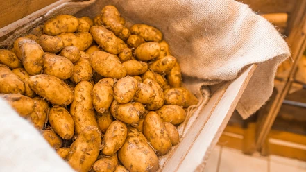 Neue Kartoffeln im Hofladen Kettenburg Neue Kartoffeln im Hofladen Kettenburg