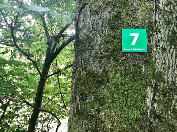 BaumErlebnispfad CC BY-SA - LTM.jpg