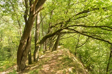 Entlang der Leichlinger Sandberge Wanderweg entlang eines grünen Waldes mit hohen Bäumen und schattigen Bereichen in den Leichlinger Sandbergen.
