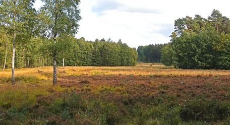 Ohligser Heide bei Hilden Weite Heidefläche in der Ohligser Heide, umgeben von Birken und Wald am Horizont unter blauem Himmel.