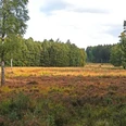 Ohligser Heide bei Hilden Weite Heidefläche in der Ohligser Heide, umgeben von Birken und Wald am Horizont unter blauem Himmel.