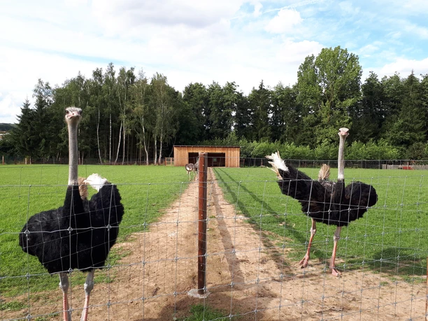 Zwei Strauße stehen vor einem Gitterzaun auf einer grünen Wiese mit Bäumen und einem Stall im Hintergrund.