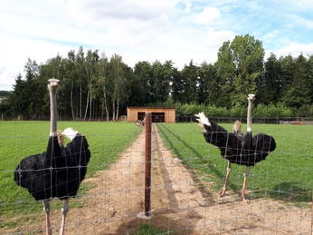 Straußenvogel Zwei Strauße stehen vor einem Gitterzaun auf einer grünen Wiese mit Bäumen und einem Stall im Hintergrund.