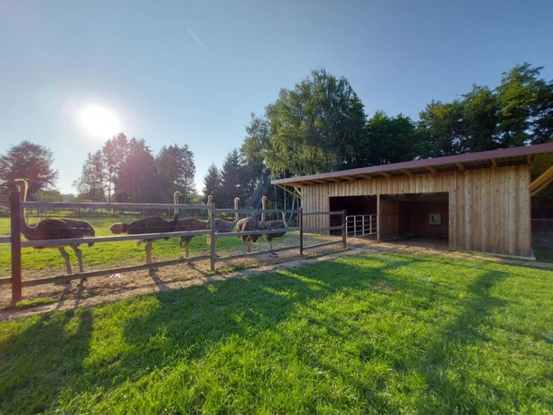 Strauße und Stall Sechs Strauße stehen hinter einem Zaun vor einem Holzstall auf einer grünen Wiese unter blauem Himmel.