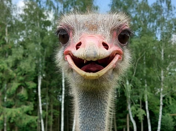 Ein einzelner Straußenhahn steht in einer grünen Wiese vor einem Hintergrund aus hohen Bäumen.