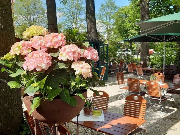 Ein idyllischer Biergarten mit Holzstühlen, Tischen und blühenden Hortensien unter hohen Bäumen.