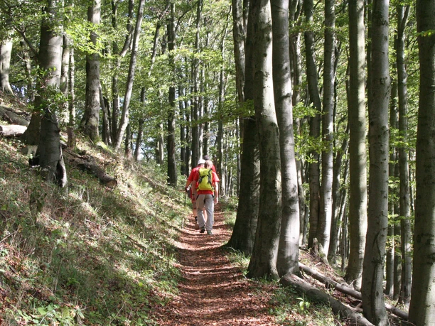 Aufstieg auf dem Habichtswaldsteig zum Hohen Dörnberg