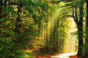 Sonnenstrahlen im Schützenwald