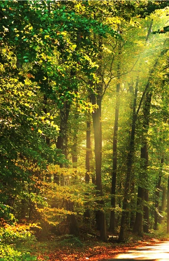 Sonnenstrahlen im Schützenwald