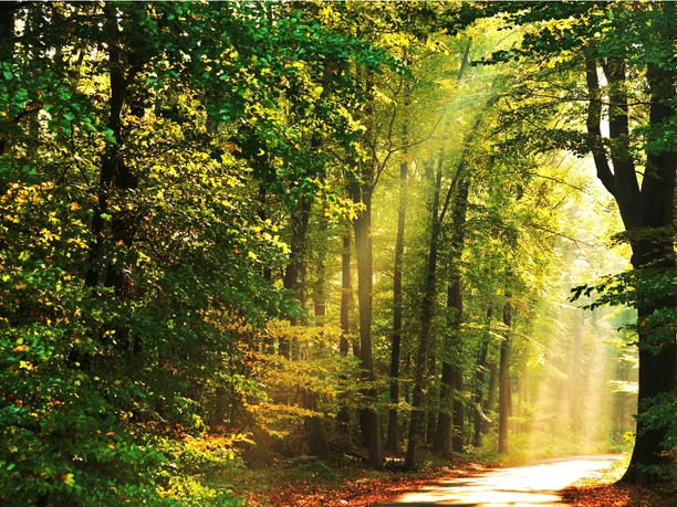 Sonnenstrahlen im Schützenwald