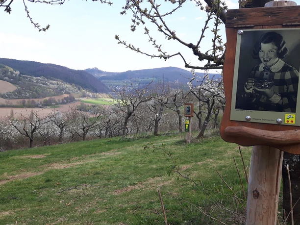 historische Postkarten und Zweiburgenblick in Süßkirschenversuchsbetrieb KWW2(c)Claudia Krabbes