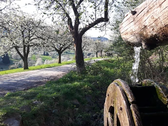 Wasserrad an KWW1+2 zur Kirschblüte (c)Claudia Krabbes