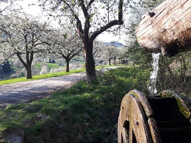 Wasserrad an KWW1+2 zur Kirschblüte (c)Claudia Krabbes