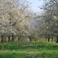 Blüte Streuobstwiese am Kirschwanderweg