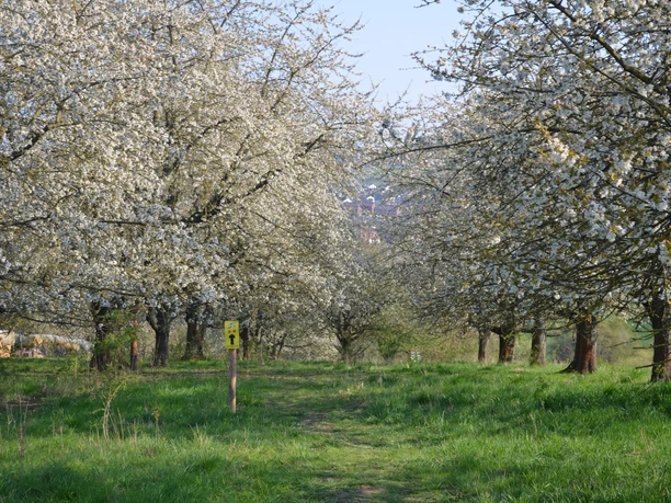 Blüte Streuobstwiese am Kirschwanderweg