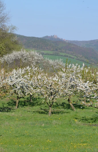 Kirschwiese mit Blick zur Burgruine Hanstein