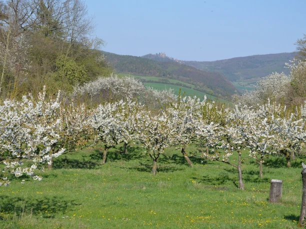 Kirschwiese mit Blick zur Burgruine Hanstein
