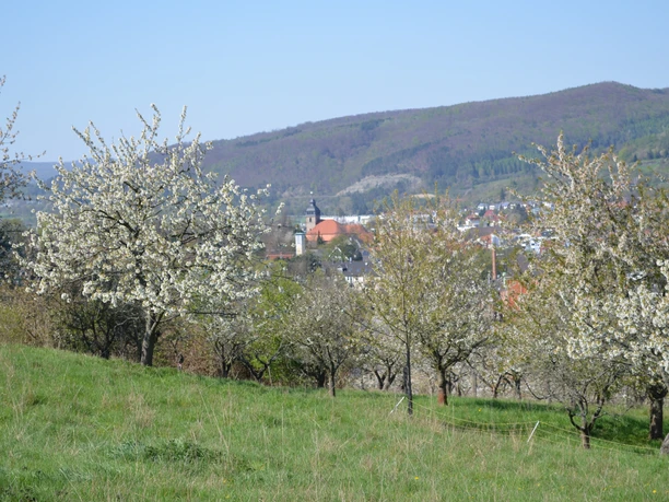 Zweikirchenblick auf Witzenhausen vom Sulzberg zur Kirschblüte KWW1(c)Claudia Krabbes
