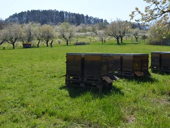 Bienenkästen vor Streuobstwiese und Plantagen Sulzberg KWW1(c)Claudia Krabbes