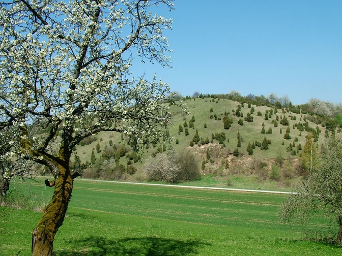 Obstblüte und Wacholder am P9