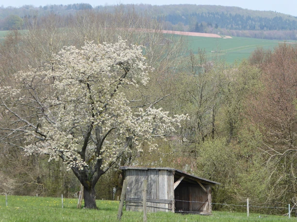 Lulluspfad Frühling