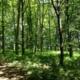Wald bei Naumburg