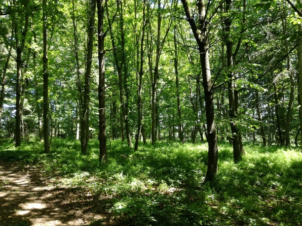 Wald bei Naumburg