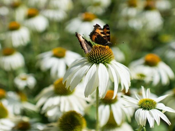 Weisser Garten Naumburg