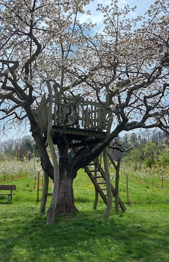 Besteigbarer Kirschbaum am Kirschenerlebnispfad (c) Claudia Krabbes