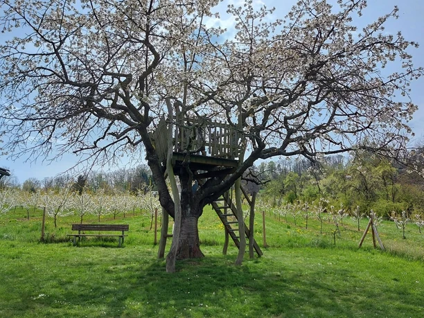 Besteigbarer Kirschbaum am Kirschenerlebnispfad (c) Claudia Krabbes