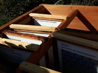 Blick in den Bienenstock am Kirschenerlebnispfad (c) Claudia Krabbes
