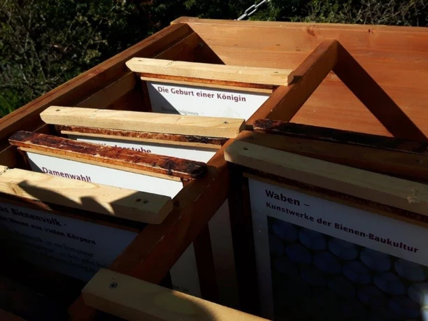 Blick in den Bienenstock am Kirschenerlebnispfad (c) Claudia Krabbes