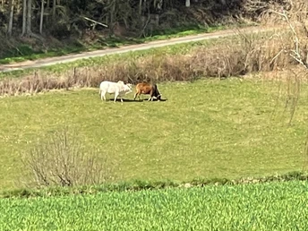 Terrainkurwege - besondere Rinder