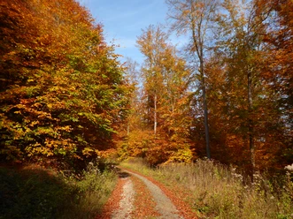 Wald am Siebenstern