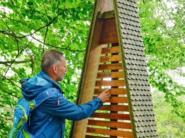 Detail Waldlehrpfad Wittmarwald