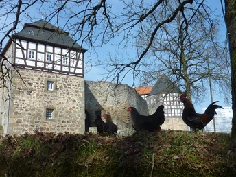 Burg Herzberg mit Hühnern