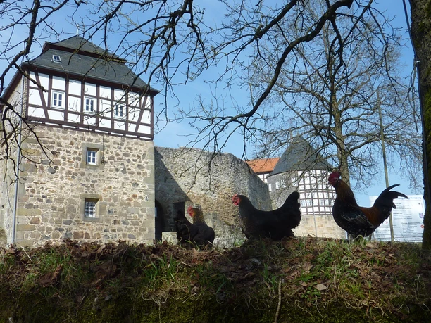 Burg Herzberg mit Hühnern
