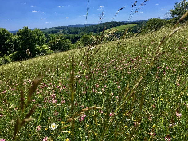 blühende Wiesen