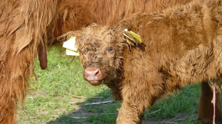 Schottisches Hochlandrind Highland bei Schauenburg