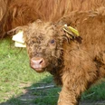 Schottisches Hochlandrind Highland bei Schauenburg