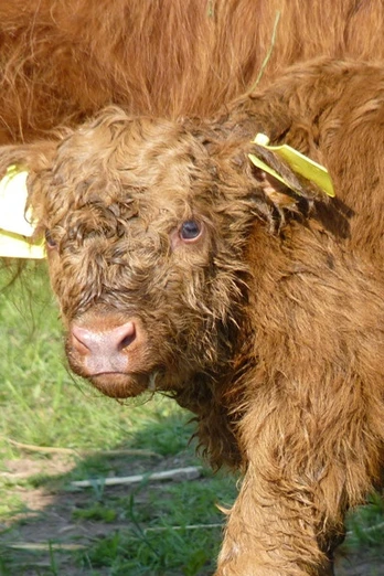 Schottisches Hochlandrind Highland bei Schauenburg