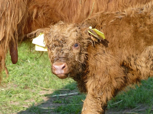 Schottisches Hochlandrind Highland bei Schauenburg