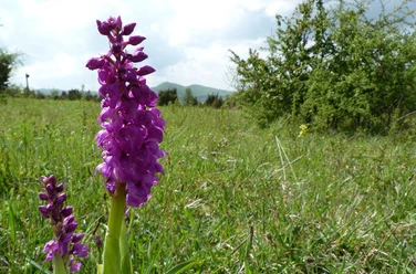 Orchideen in Wacholderheide am Dörnberg