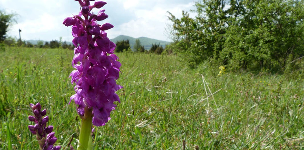 Orchideen in Wacholderheide am Dörnberg